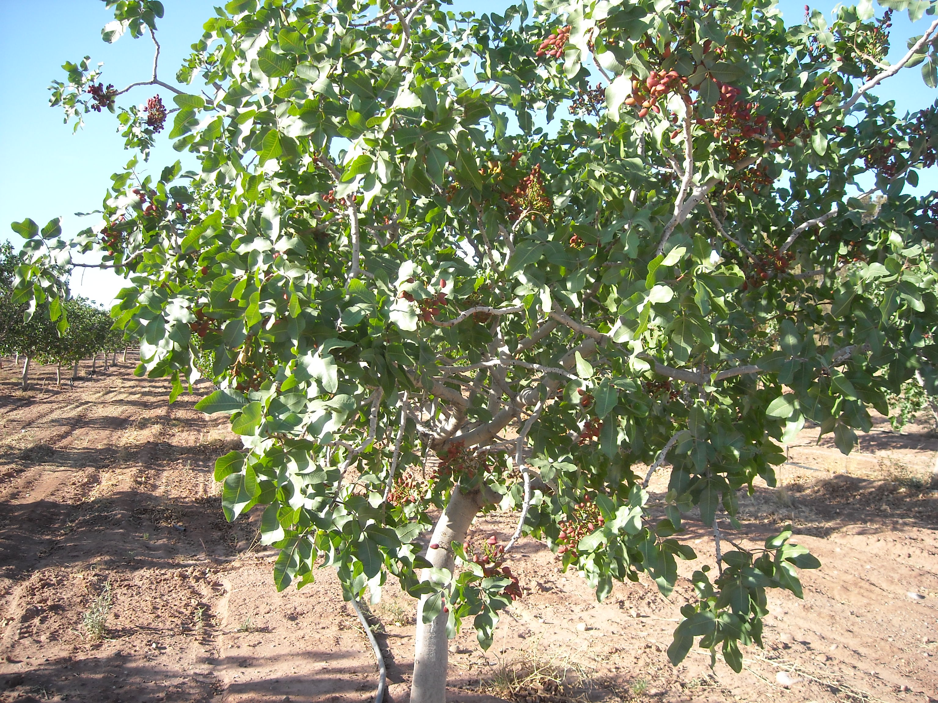 Pistachio Tree Ranch